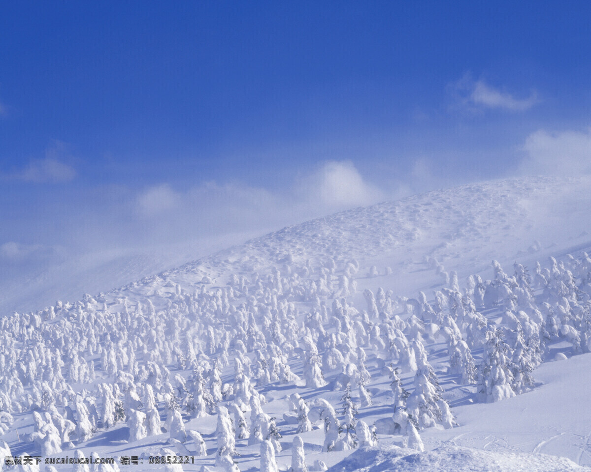 气势磅礴 雪景 白雪皑皑 雪松 白雪风光 森林大雪 风景 生活 旅游餐饮