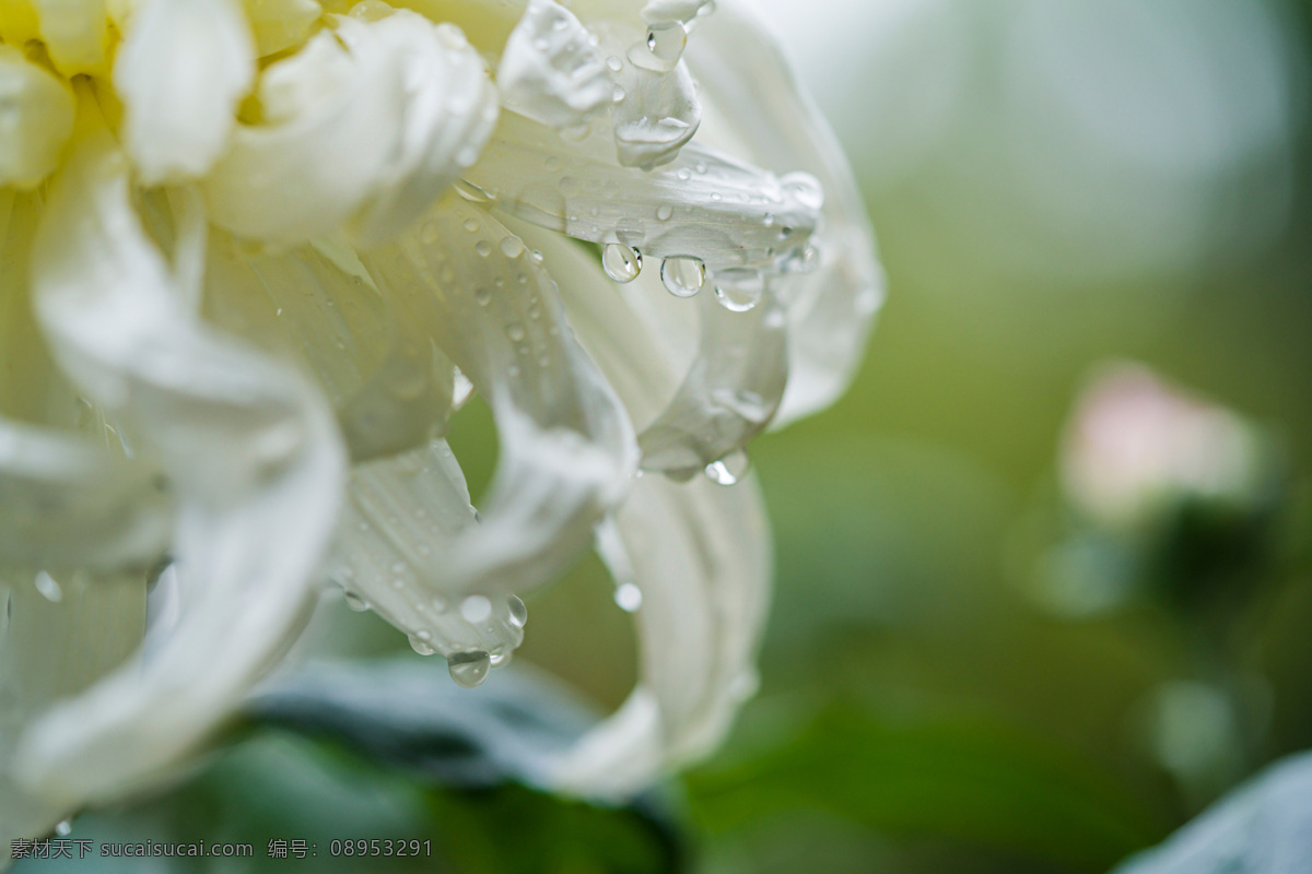 雨 后 秋菊 娇 欲 滴