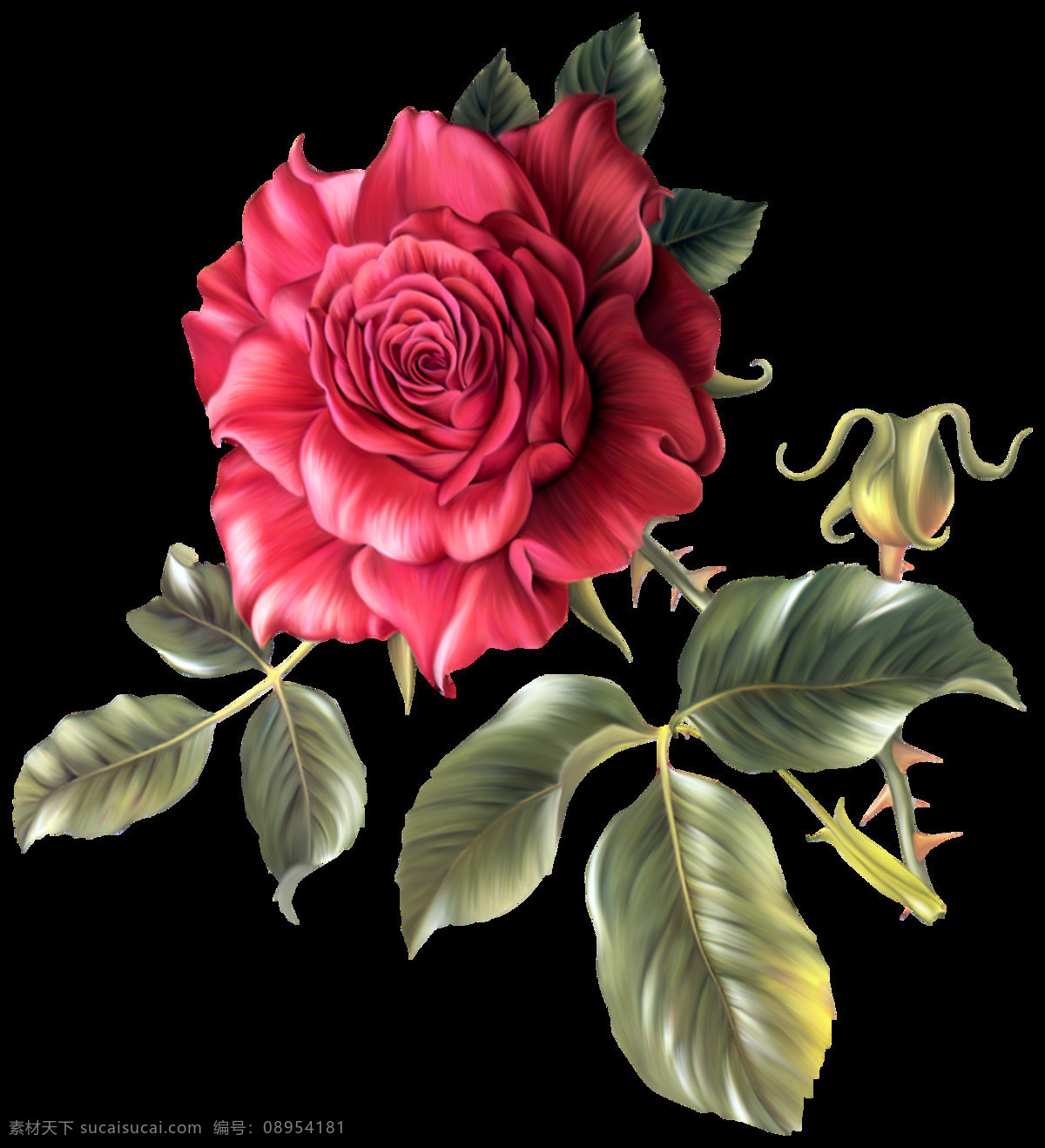 手绘 真实 水彩 玫瑰花 透明 花红柳绿 花苞 绽放 透明素材 免扣素材