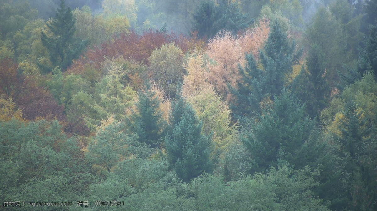 树木 秋天 德国 股票 视频 视频免费下载 法兰克福 色 红色 橙色 黄色的秋天 叶子 绿 avi 灰色