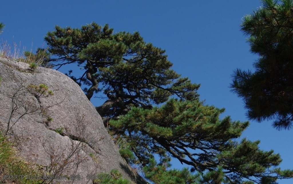 黄山松 安徽 黄山 莲花峰 峰顶 松树 奇松 国内旅游 旅游摄影