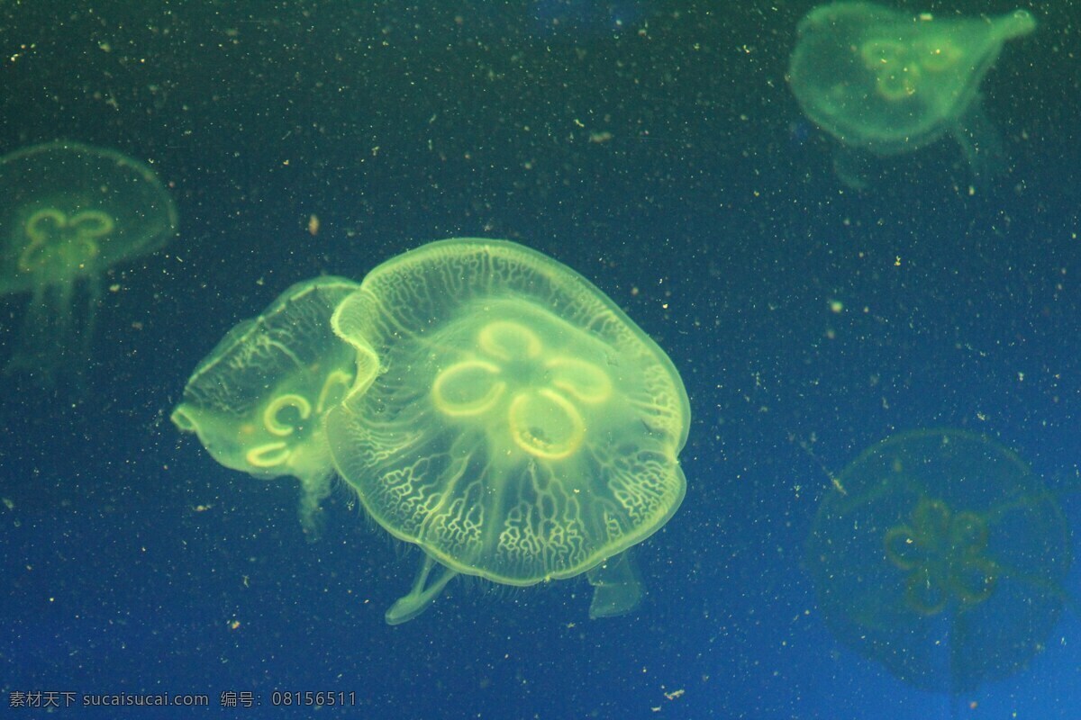 水母 海洋生物 水生动物 浮游生物 刺丝胞动物钵 水母纲 鱼虾 贝类 水 生物 生物世界