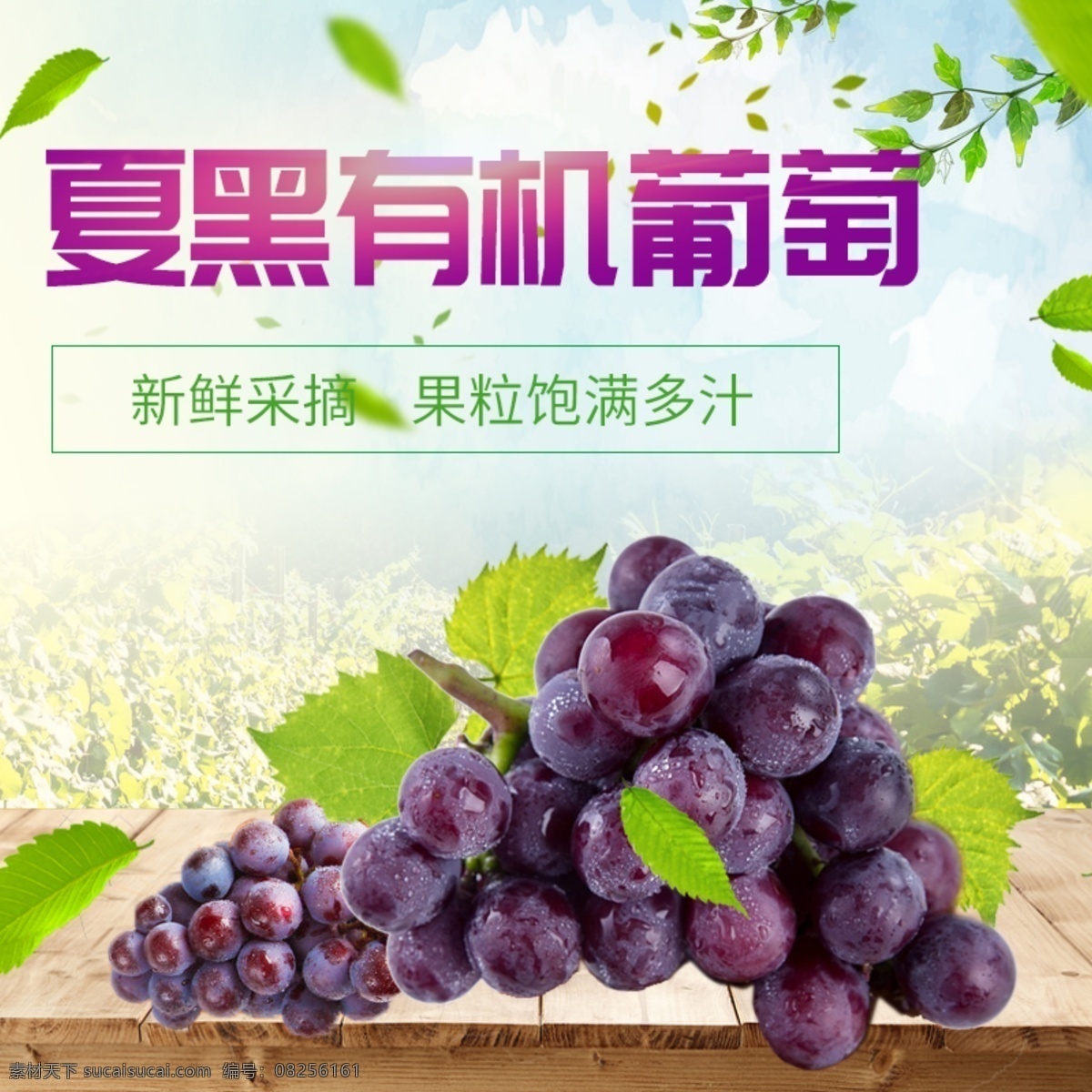 葡萄淘宝主图 葡萄 水果 有机葡萄 主图 电商主图 淘宝主图 天猫主图 淘宝直通车 电商 淘宝 天猫