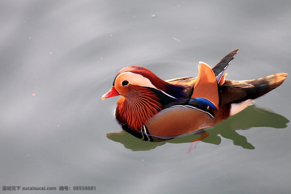 美丽的鸳鸯 鸳鸯 双双飞 甜蜜 幸福 鸟 美丽的鸟 动物 鸟类 水 红色的鸟 爱 水中的鸟 水中鸳鸯 唯美 生物世界