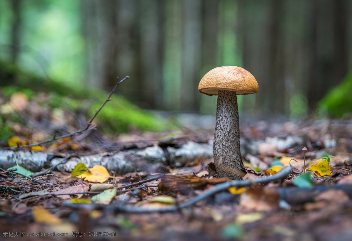蘑菇 菌类 菇 杏鲍菇 菇类 干净的蘑菇 小蘑菇 蘑菇素材 野生蘑菇 真菌菇 素材图 生物世界 其他生物