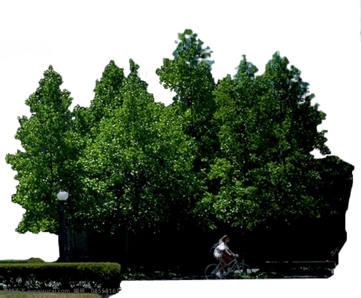 园艺 植物 分层树 白色