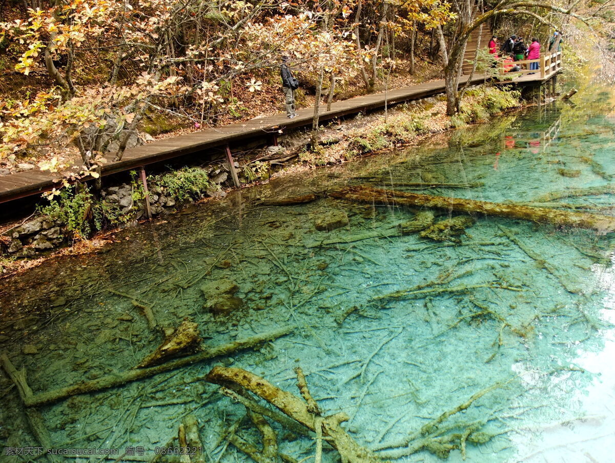 九寨沟 风景 九寨沟风景区 箭竹海 栈道 生活 旅游餐饮