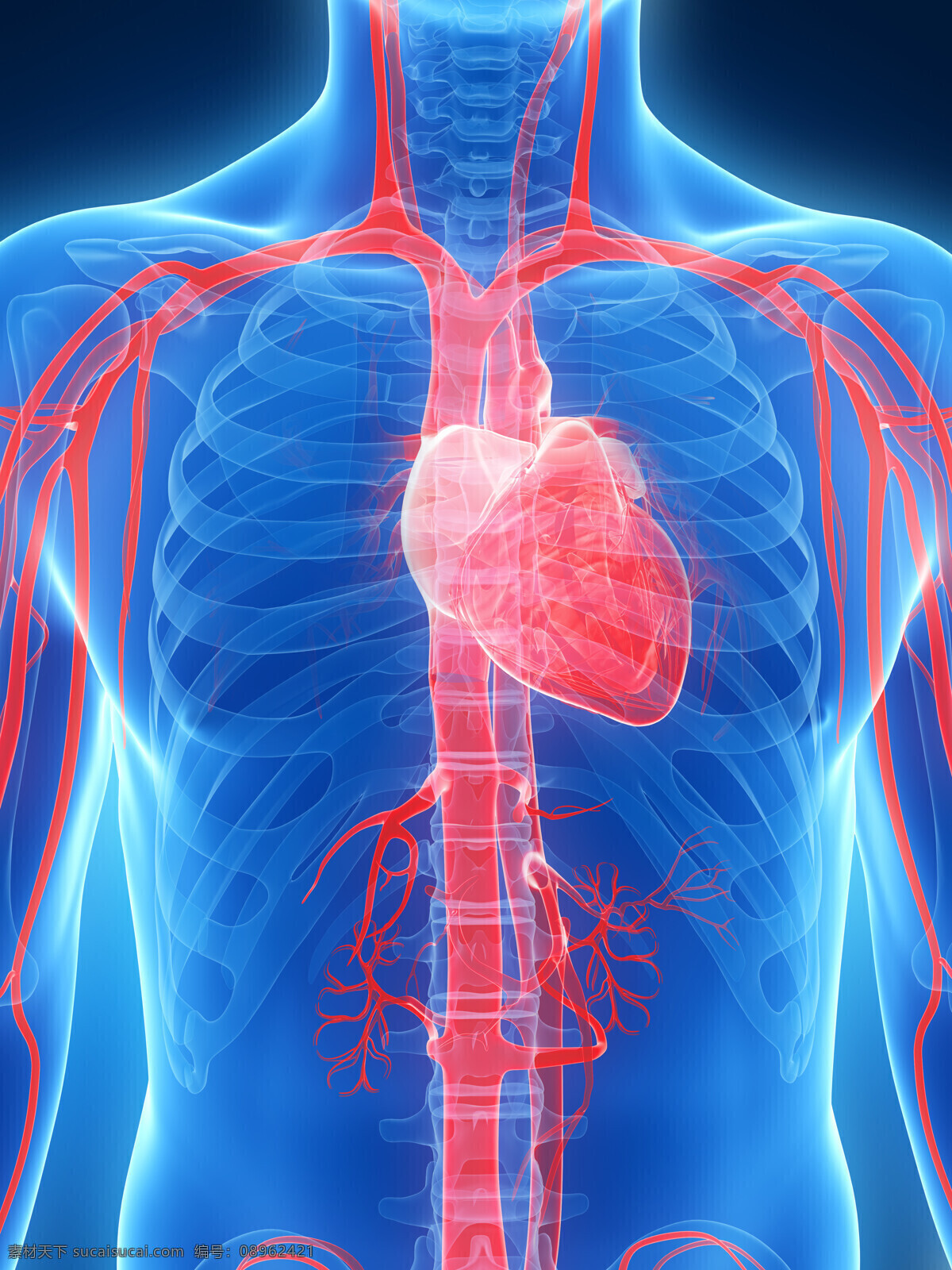 心脏 动脉 骨骼 器官 动脉器官 心脏器官 人体器官 医疗科学 医学 医疗护理 现代科技