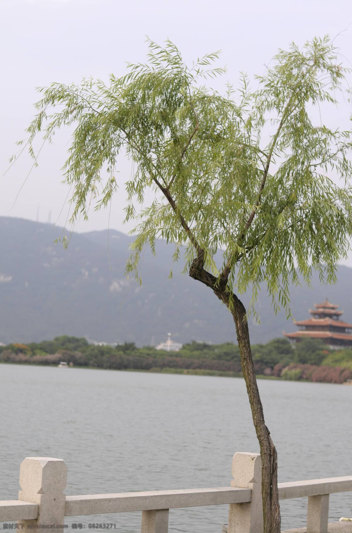 湖边柳树 垂柳 公园 西湖 湖景 西湖美景 柳树 泉州 印象 国内旅游 旅游摄影