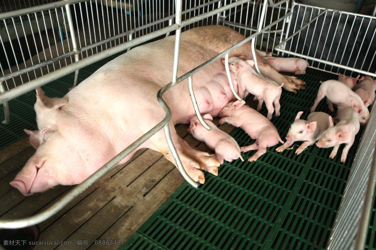 母猪 哺乳 小猪崽 猪仔 猪崽 猪圈