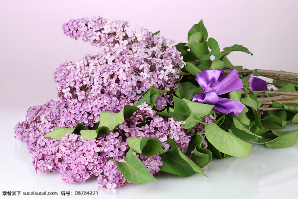 唯美 紫色 丁香花 高清 花束 花朵 花枝