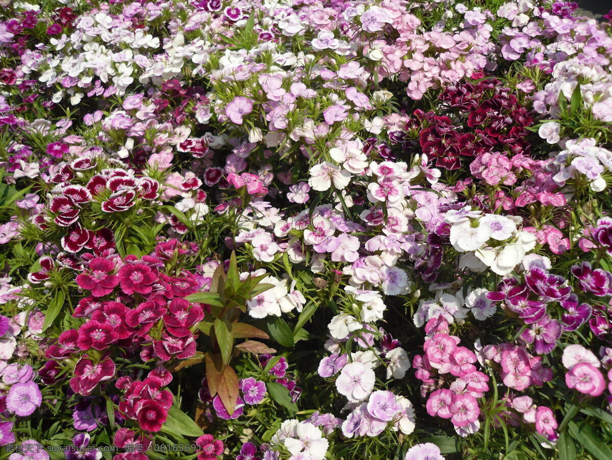 紫白色石竹花 石竹花 花朵 花卉 花园 花草 生物世界