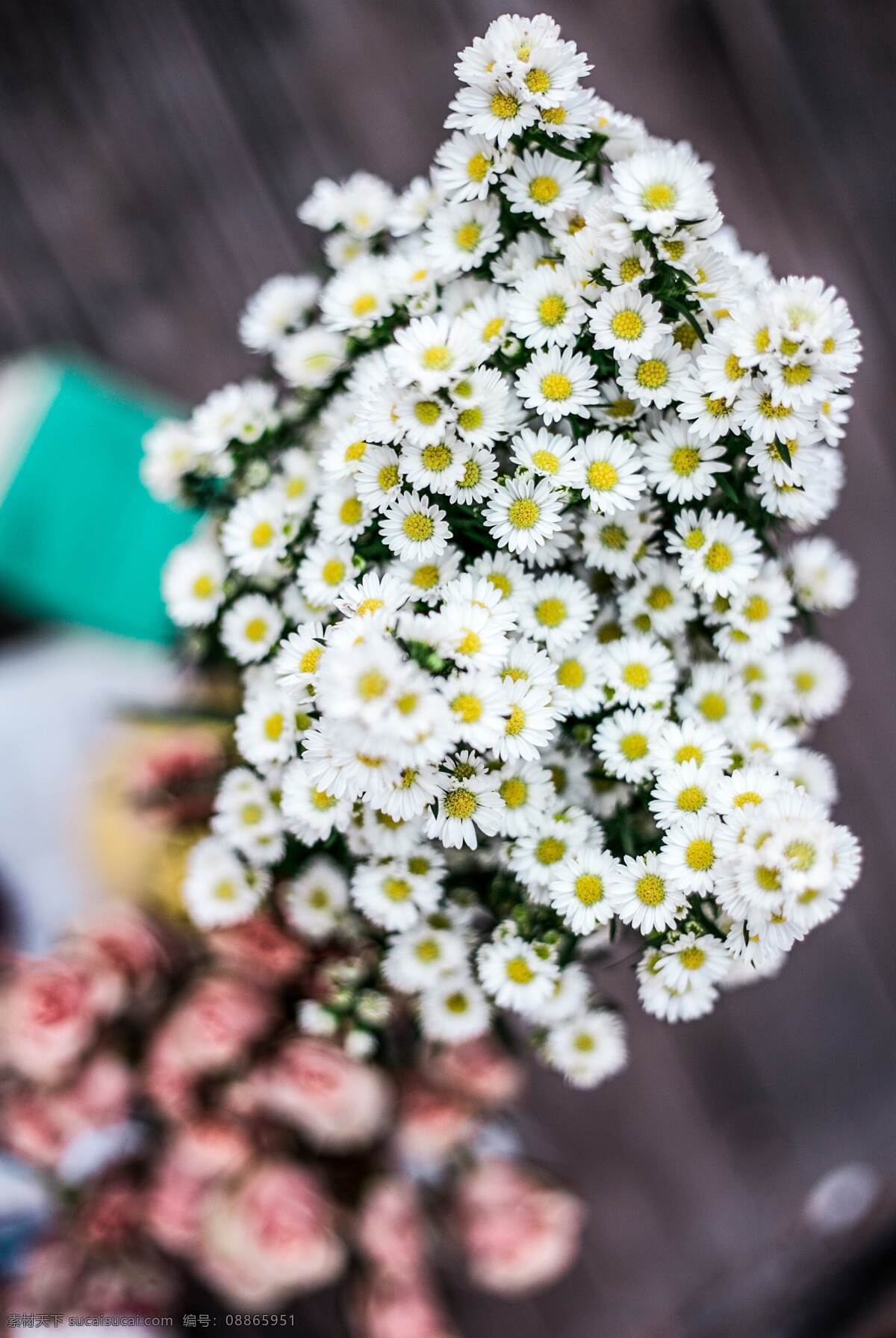 小雏菊 白色 粉色 小花 雏菊 花朵 唯美 生物世界 花草