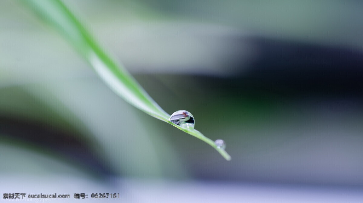 草 花草 晶莹剔透 露水 露珠 绿草 绿色 绿叶 草叶上的露珠 水珠 水滴 雨水 青草 植物 绿叶底纹 生物世界 原创摄影 微距摄影 psd源文件