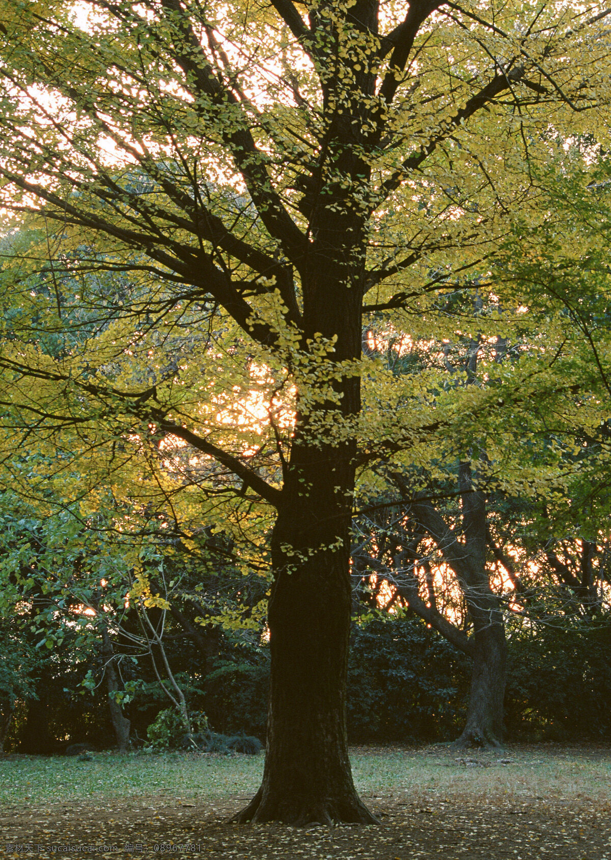 大树 树干 秋天的树林 秋林 秋景 树枝 枝丫 山林 树林 树木 深林 生物世界 树木树叶