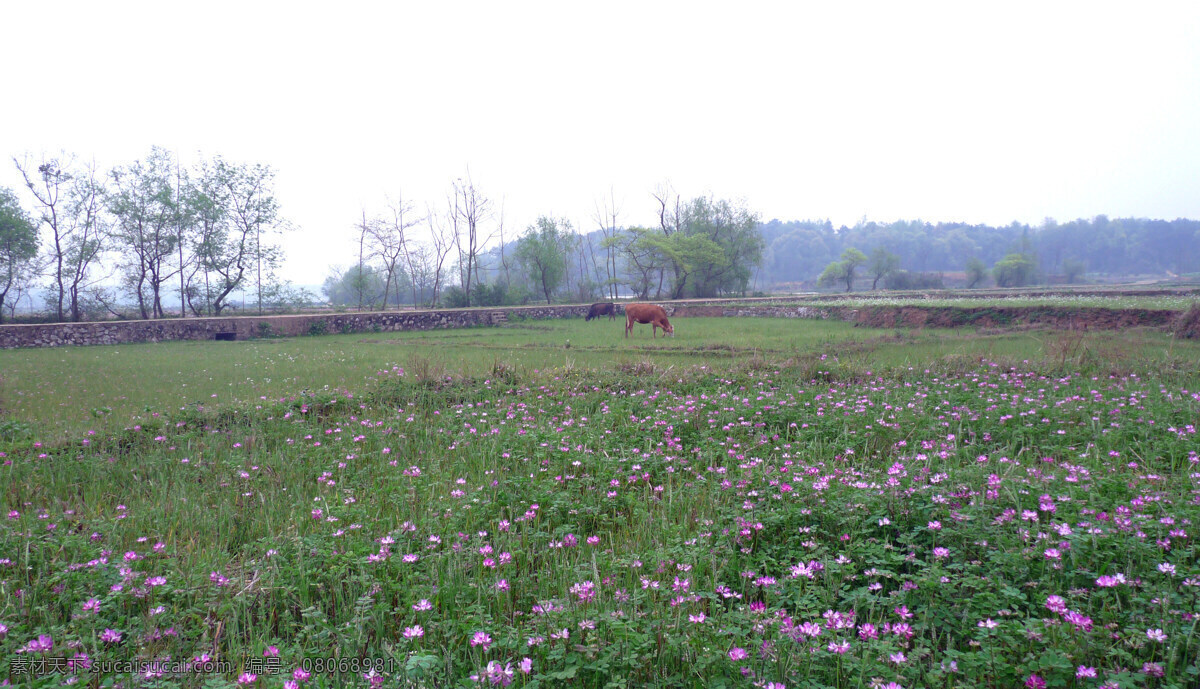 红花草 田野 风景 花 田园风光 自然景观