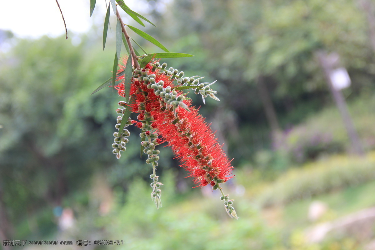 串钱柳 美丽的花 植物 花卉 漳州芝山公园 春天 生物世界 花草 灰色