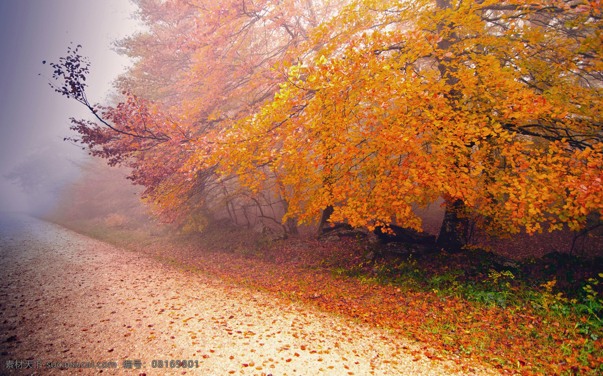 北国的秋 秋天 枫叶 秋天清晨 落叶 故都的秋 江南 生物世界 树木树叶