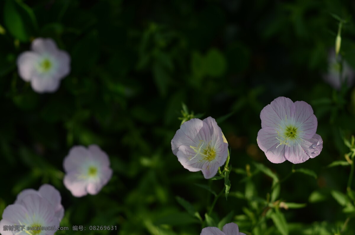 花菱草 花卉 花朵 花瓣 花蕊 花托 花茎 花叶 罂粟科 加州罂粟 金英花 人参花 洋丽春 花蕾 鲜花 白色 黄色 特写 花卉特写 植物类 生物世界 花草