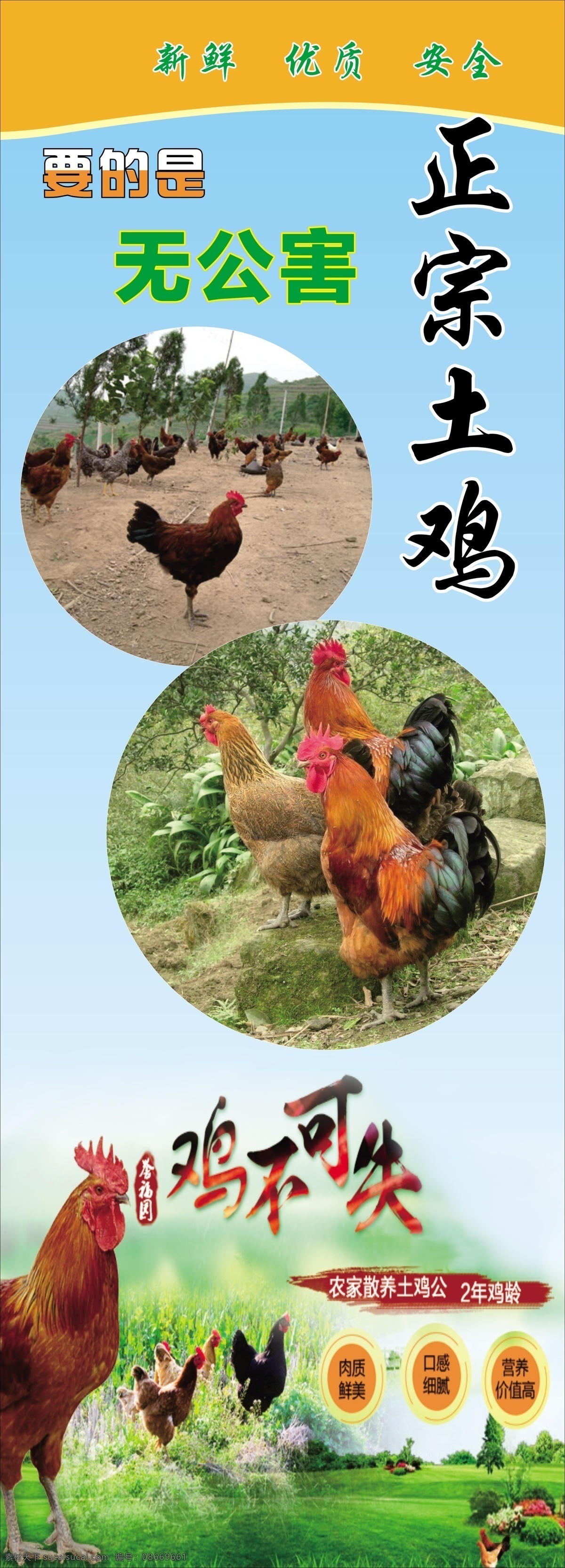 土鸡图片 鸡 公鸡 展架 展板 散养 文化艺术 传统文化