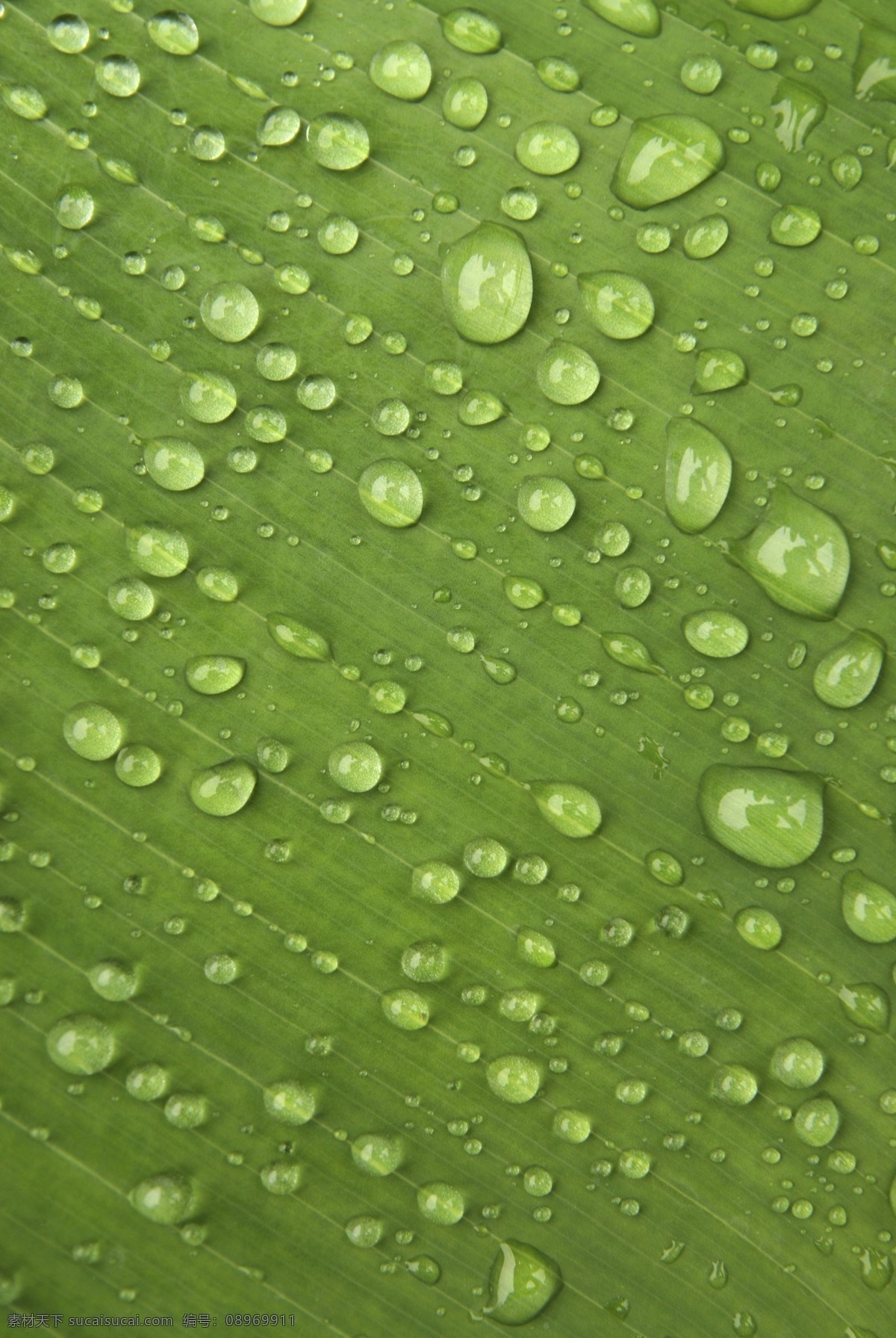 水珠 系列 高清 款 背景 高清图片 特写 叶子 植物 肥牛牛