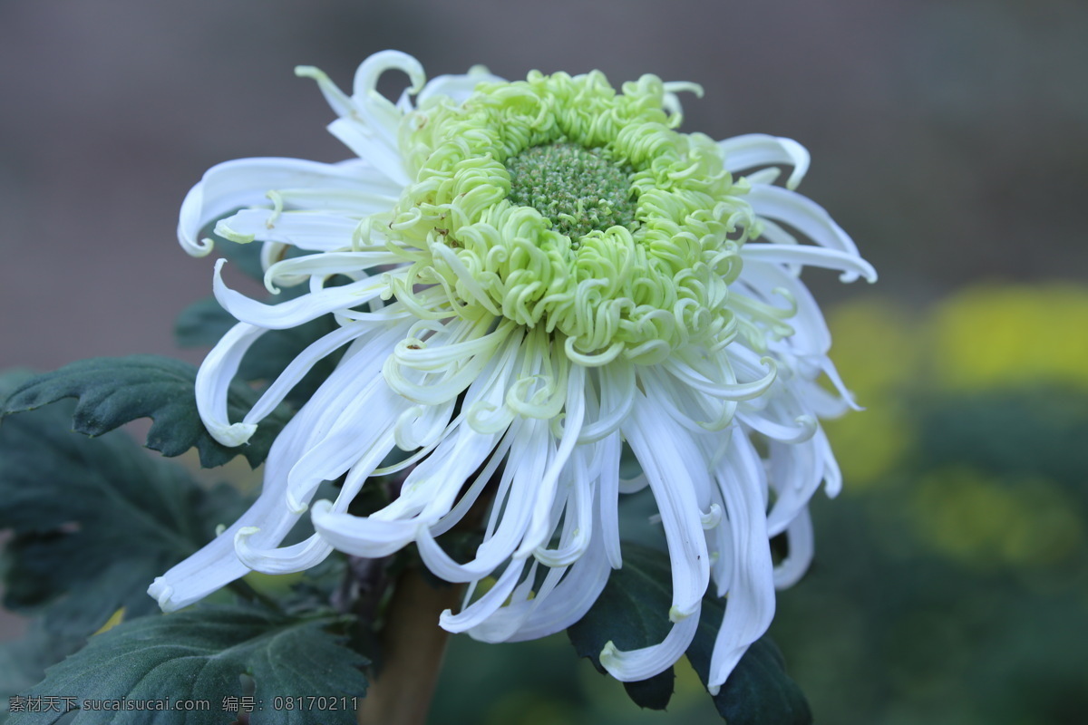 秋菊 观赏花卉 园艺 花卉素材 寿客 金英 黄华 陶菊 花卉 花儿 花草 花朵 花瓣 花蕊 菊菊花 生物世界