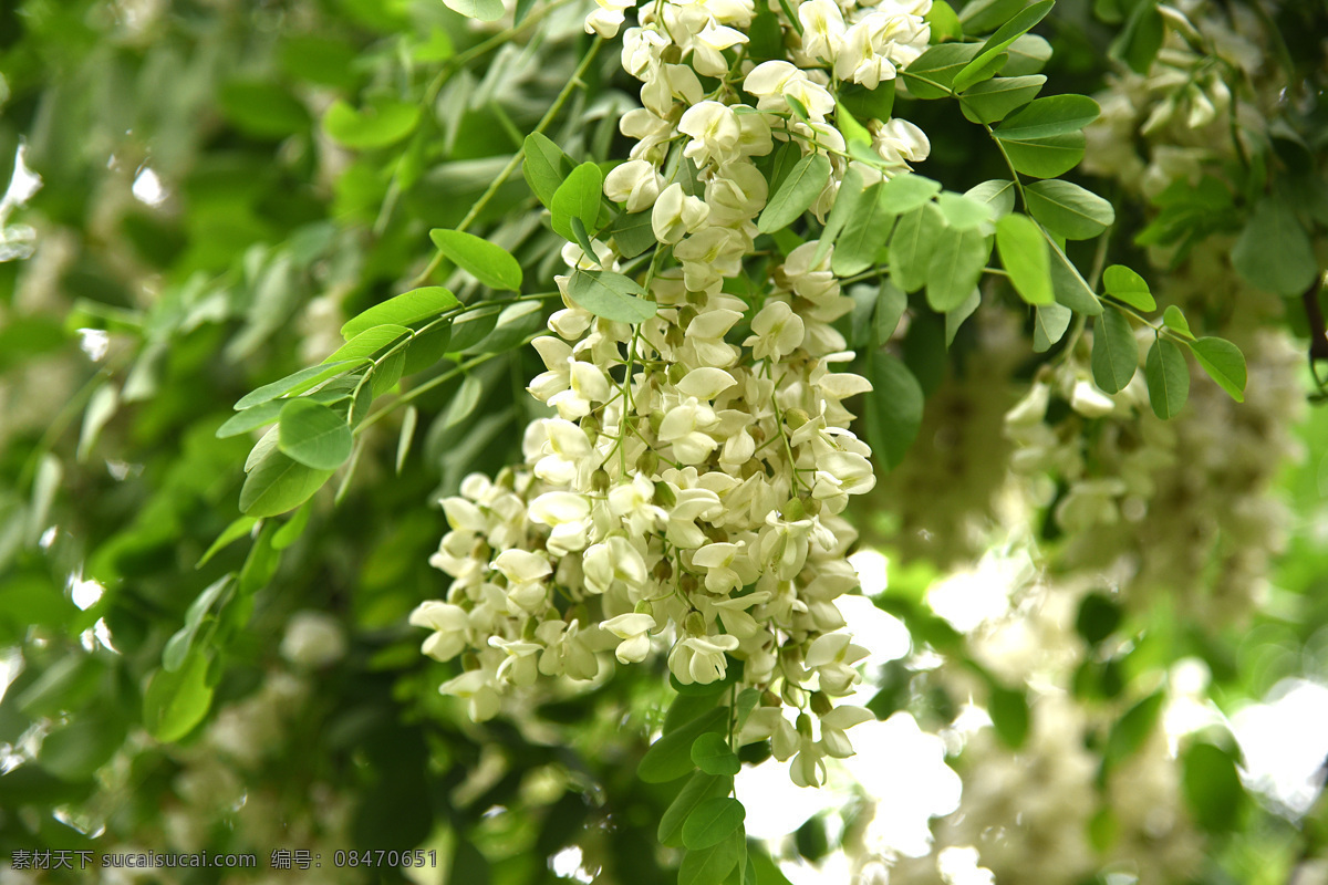 一串槐花 槐花 洋槐花 槐树 食用花 采摘花 花卉 白色的花 春天 槐花蜜 生物世界 花草