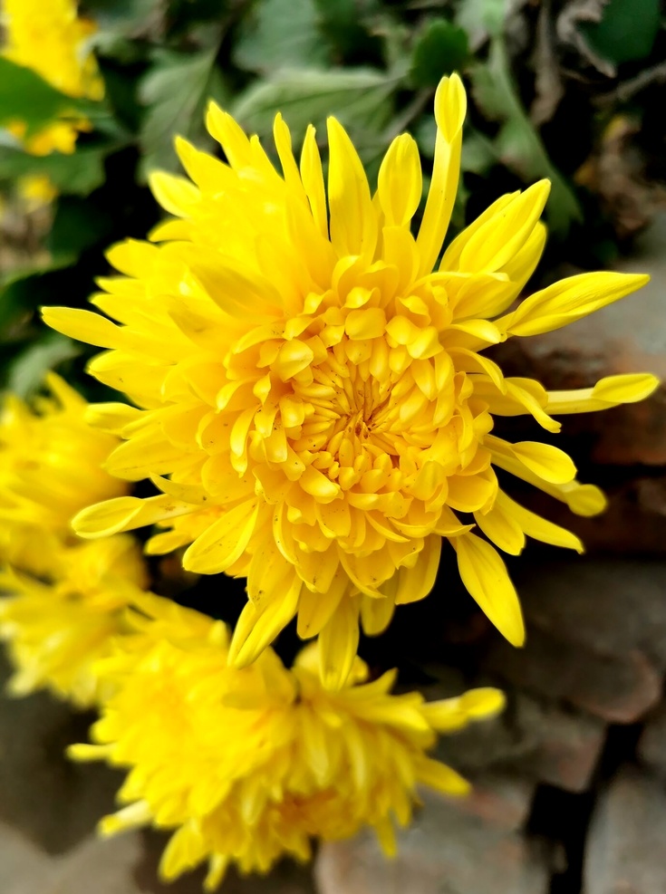 菊花菊花展菊花摄影菊花图素材图片下载-素材编号08870281-素材