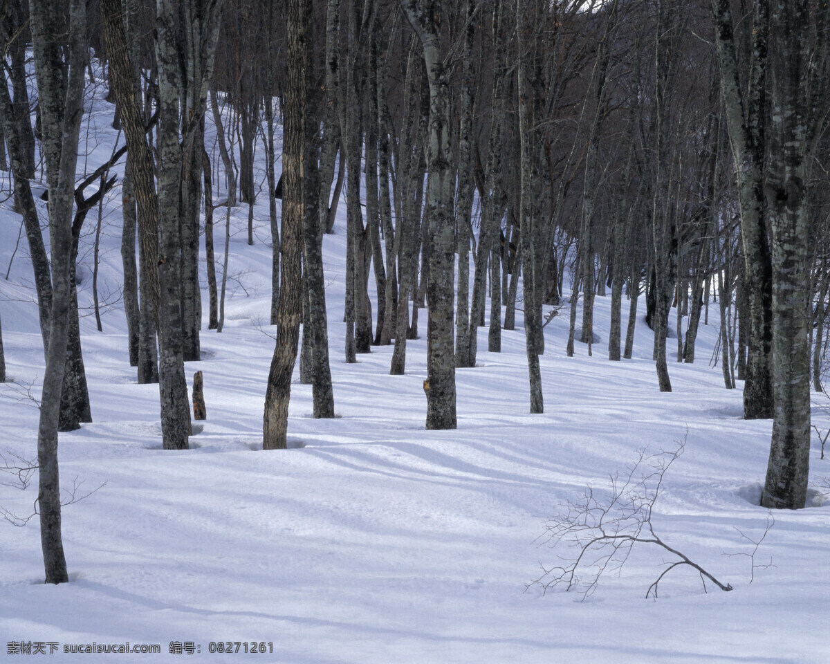 光秃秃 树木 冬天 白雪皑皑 雪景 雪松 白雪风光 森林大雪 风景 生活 旅游餐饮