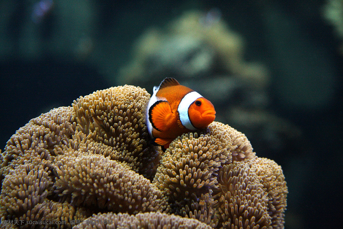 小丑 魚 攝影 生物 生物世界 水中 鱼类 照片 小丑魚 動物 魚類 寫真