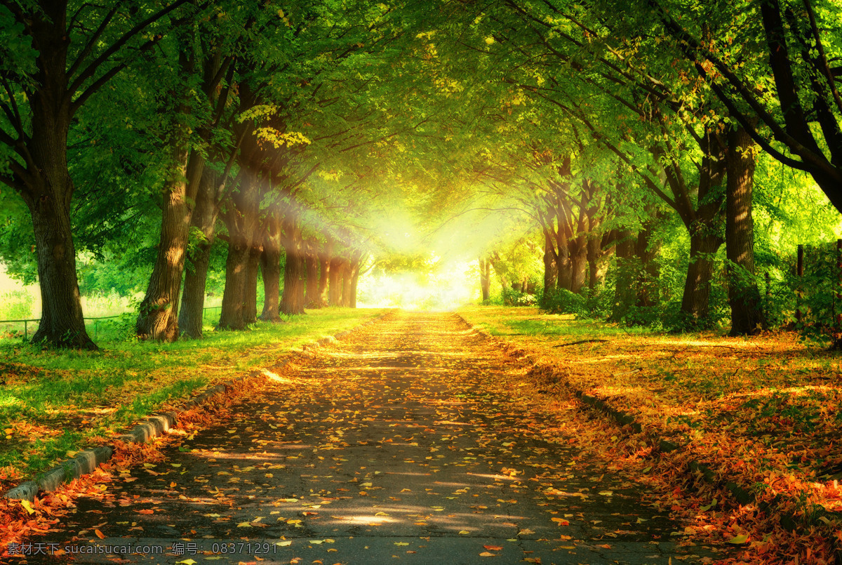 林荫大道 树木 休闲 绿色 环境 优美 落叶 草地 公路 阳光 自然景色 自然风景 旅游摄影