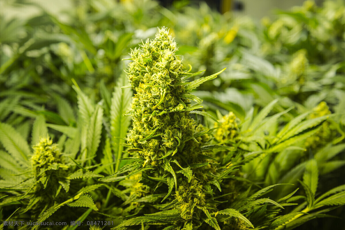 大麻 叶子 绿叶 植物摄影 绿色植物 花草树木 生物世界