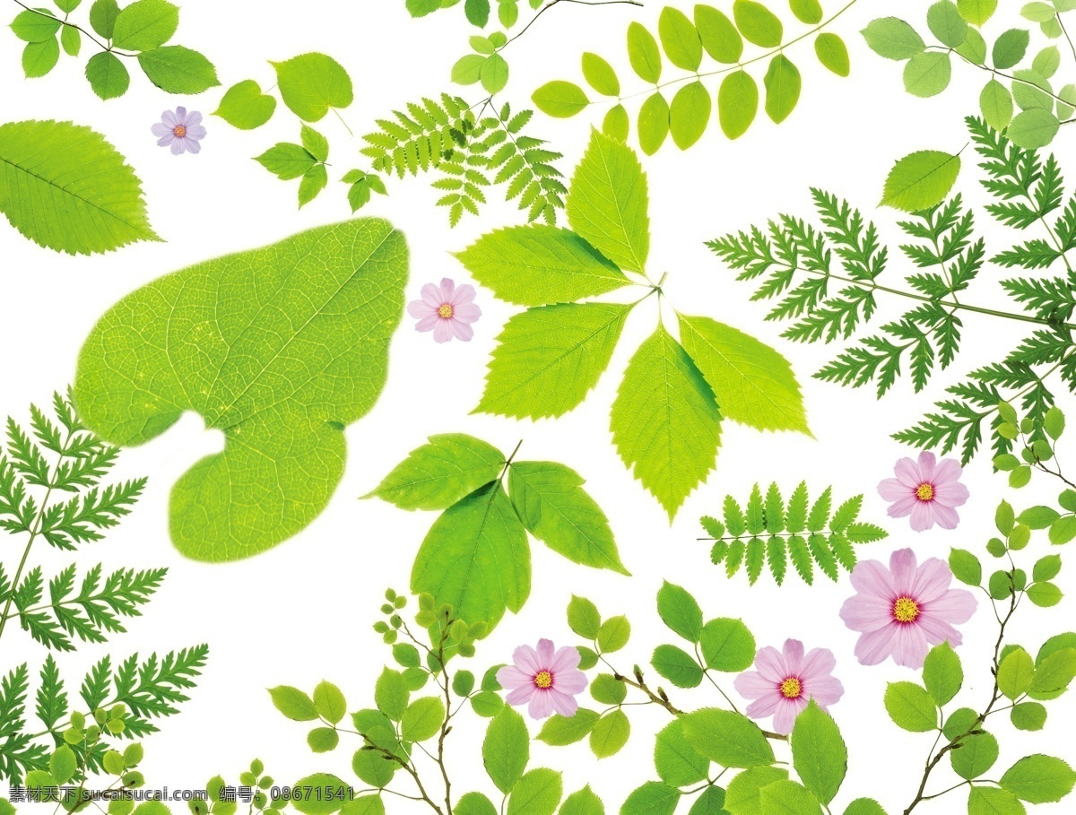 绿叶 鲜花 元素 源文件 绿叶素材 鲜花素材 绿色植物 花卉绿色 环保 自然健康