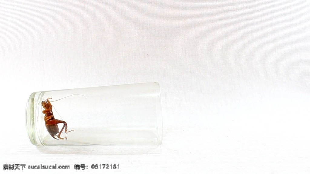 视频背景 实拍视频 视频 视频素材 视频模版 杯子 里面 蛐蛐 昆虫视频