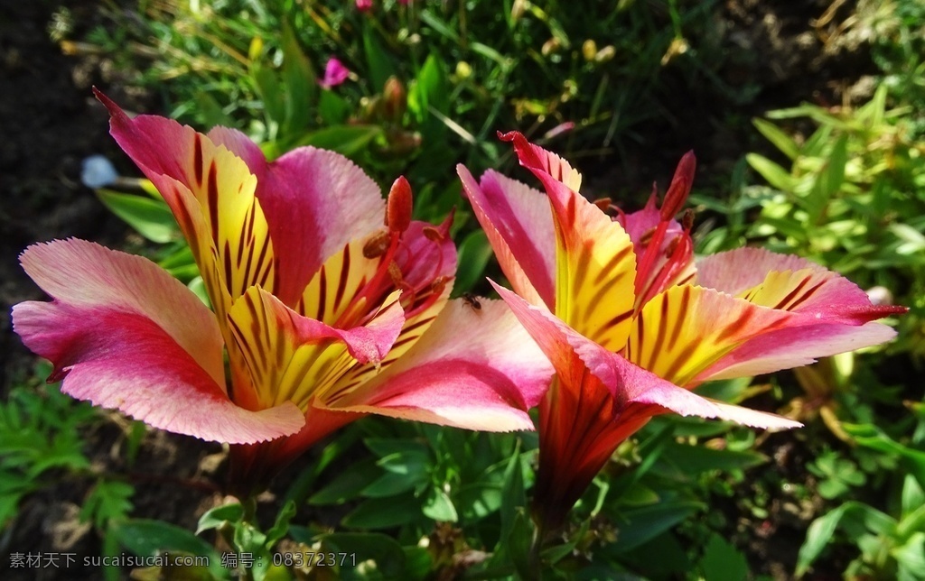 杜鹃花 杜鹃 rhododendron simsii planch 山踯躅 山石榴 映山红 照山红 唐杜鹃 花瓣 花卉