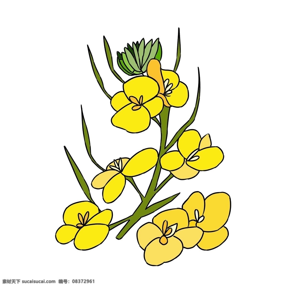 绽放 油菜花 花朵 插画 植物 春天油菜花 唯美鲜花插画 黄色花朵插画