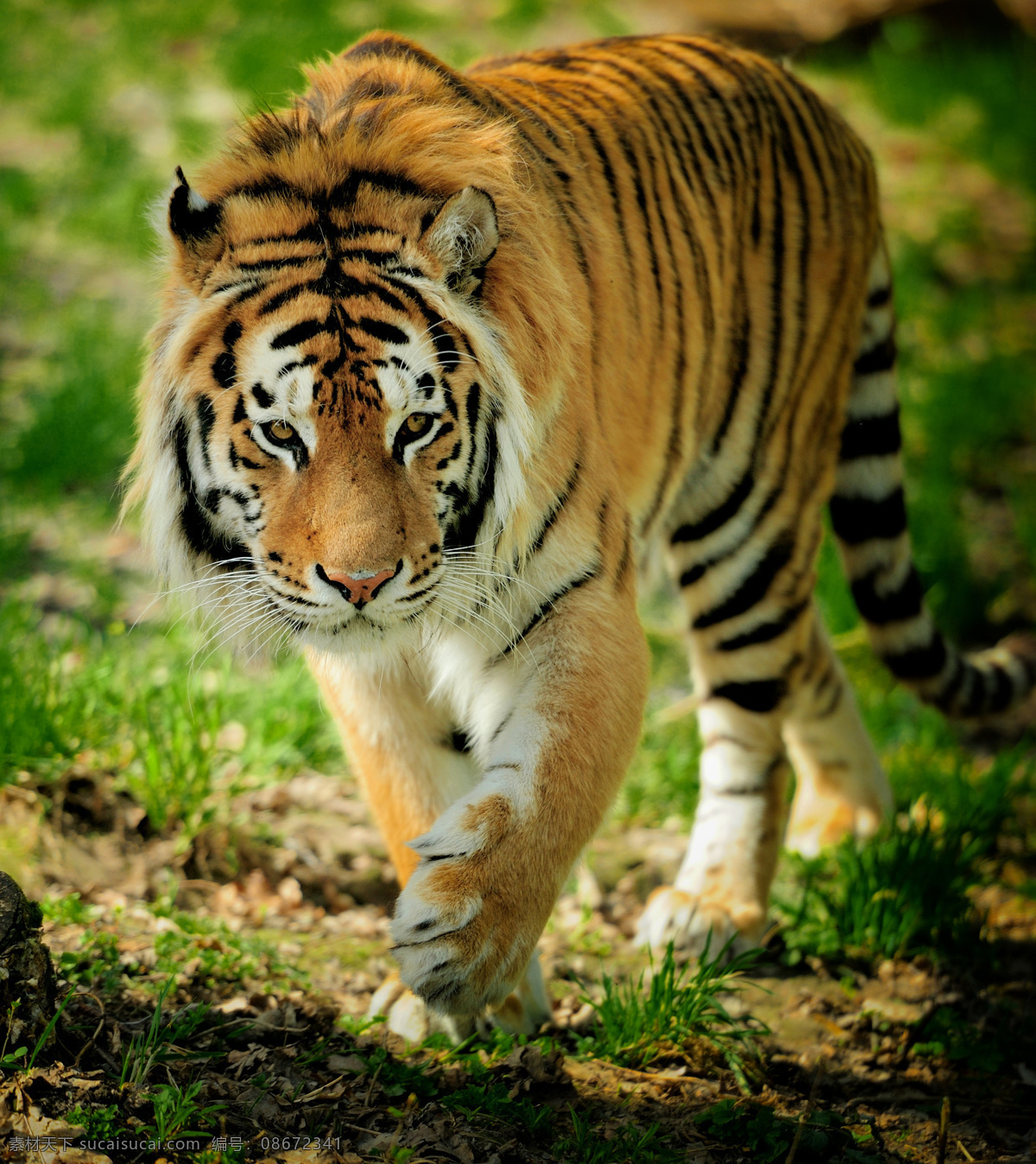 东北虎 虎 老虎 斑斓猛虎 猛虎 兽中之王 野生动物 生物世界