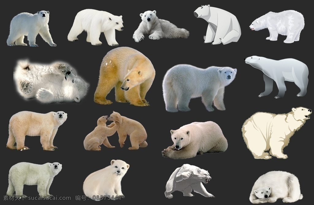 北极熊图片 北极熊 熊 北极 北极动物 寒冷 大海 海洋生物 生物世界 透明底 免抠图 分层图 分层 动物透明底