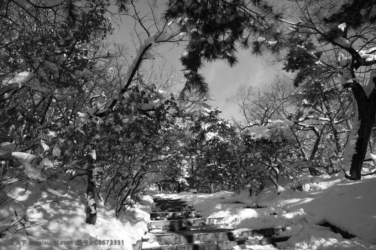 冬雪 小路 小雪 树木 天空 自然风景 自然景观 灰色