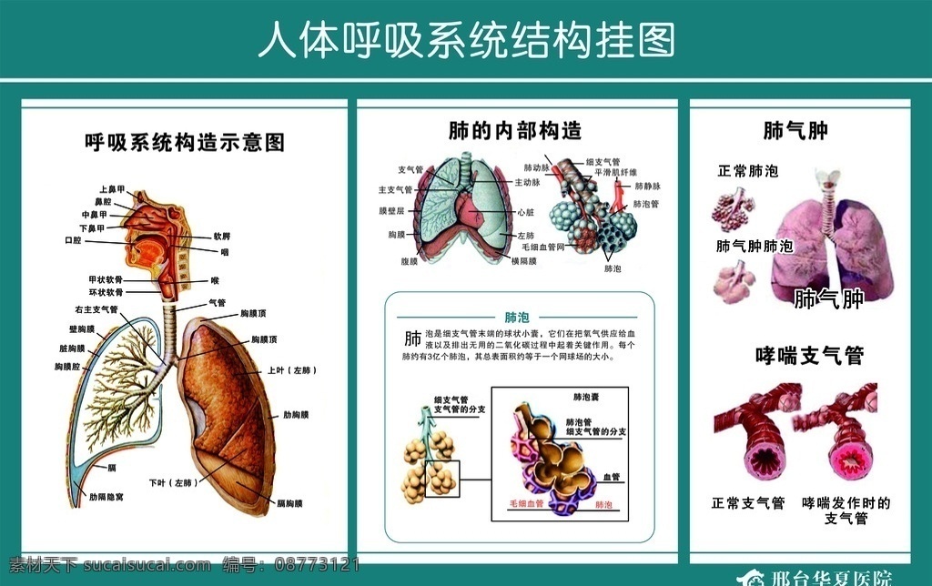 呼吸系统挂图 肺泡 支气管 哮喘 呼吸系统 肺部构造