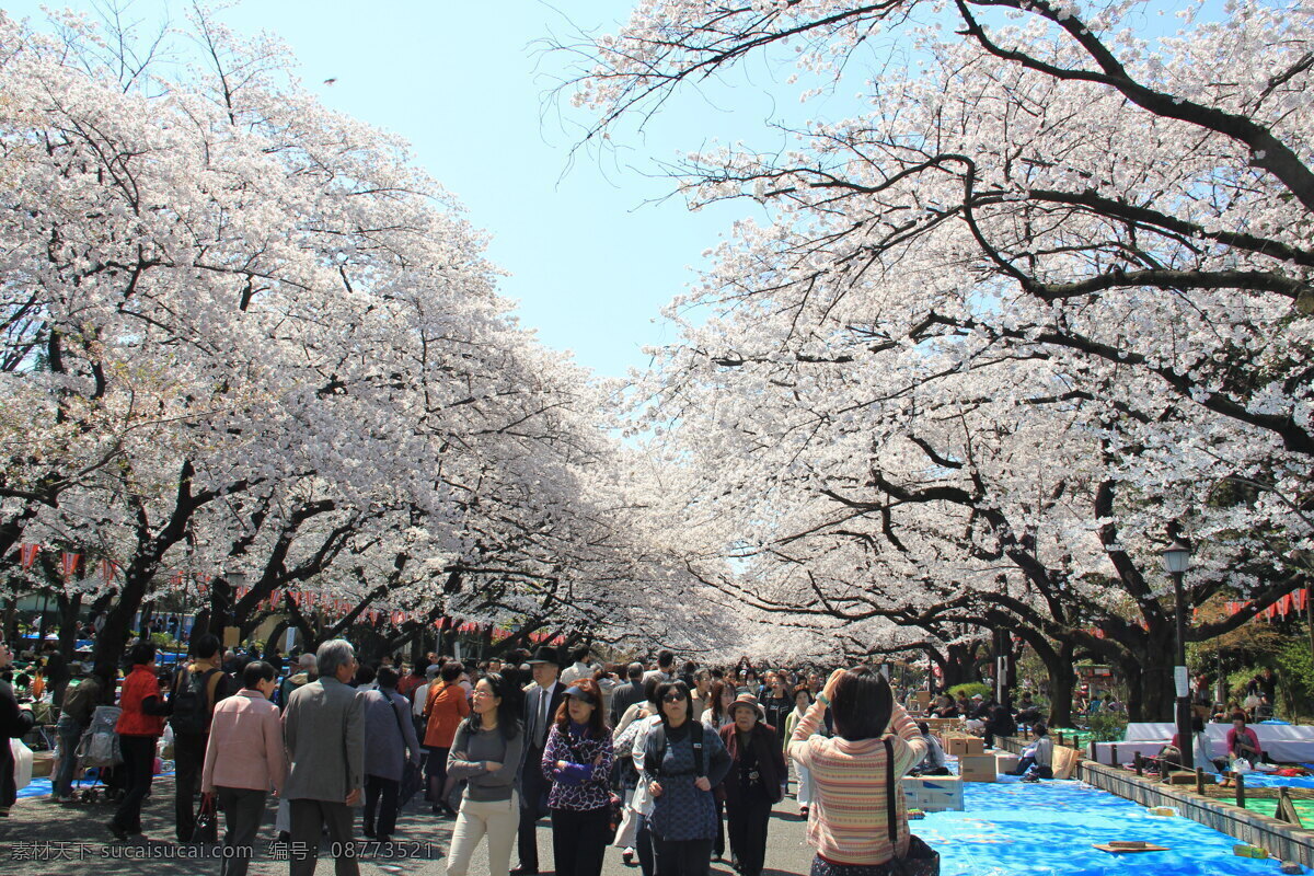 日本 风景图片 春天 道路 风景 国外旅游 旅游摄影 日本风景 自然 psd源文件