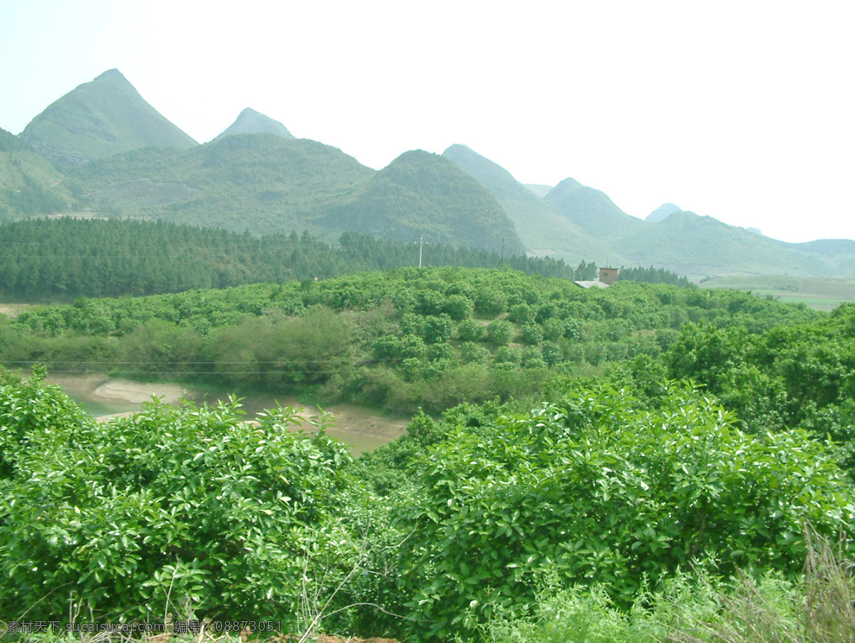 龙眼树 龙眼园 远山 青山 环保 绿色 田园风情 田园风光 自然景观