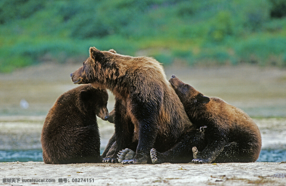 三只棕熊 脯乳动物 保护动物 熊 小熊 狗熊 棕熊 野生动物 动物世界 摄影图 陆地动物 生物世界 黑色