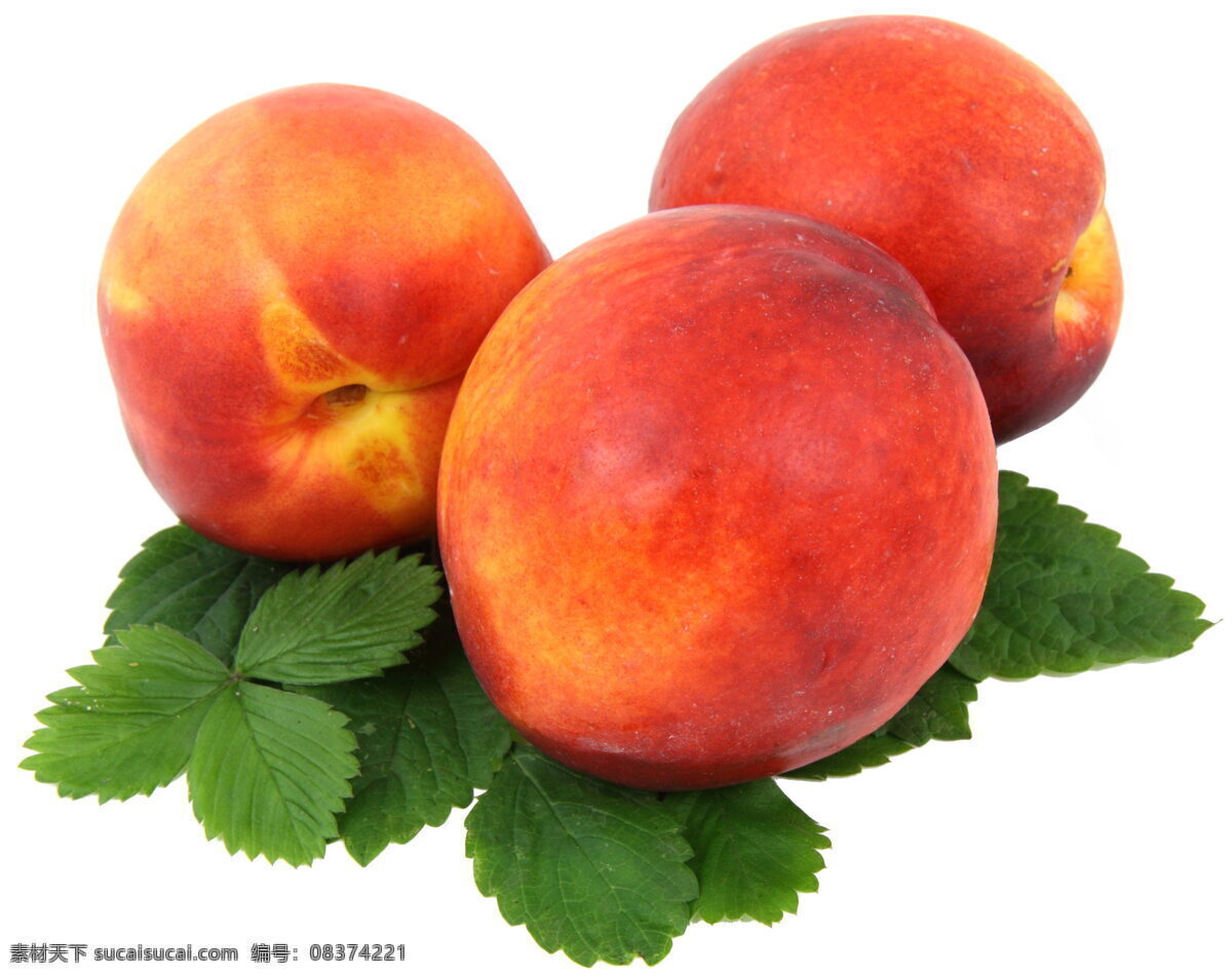 三颗诱人油桃 油桃 桃子 诱人油桃 新鲜油桃 新鲜桃子 新鲜 三颗油桃 诱人 绿叶 绿色叶子 果子 食品 水果 新鲜水果 生物世界