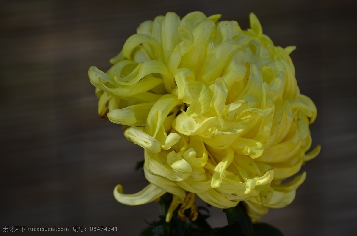 高清 黄色 菊花 黄色菊花 菊花苞 黄菊花 黄色花朵