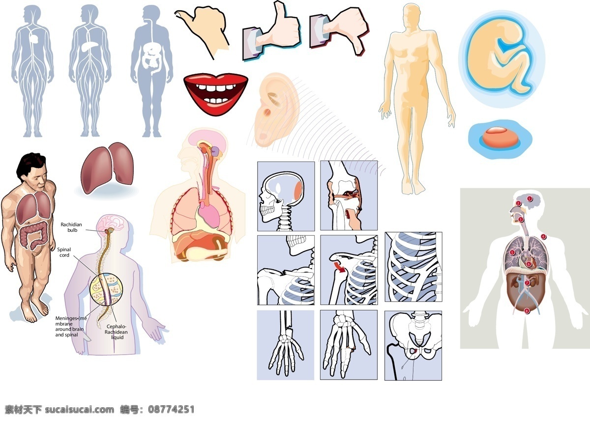 人体免费下载 肌肉 器官 人体 矢量图 矢量人物
