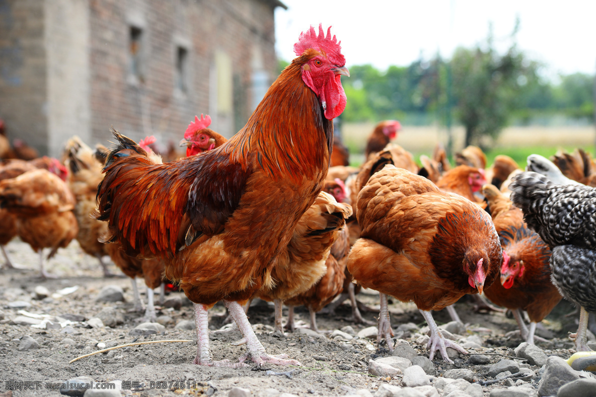 散养鸡 公鸡 散养公鸡 芦花鸡 鸡 鸡场 养鸡场 生物世界 家禽家畜