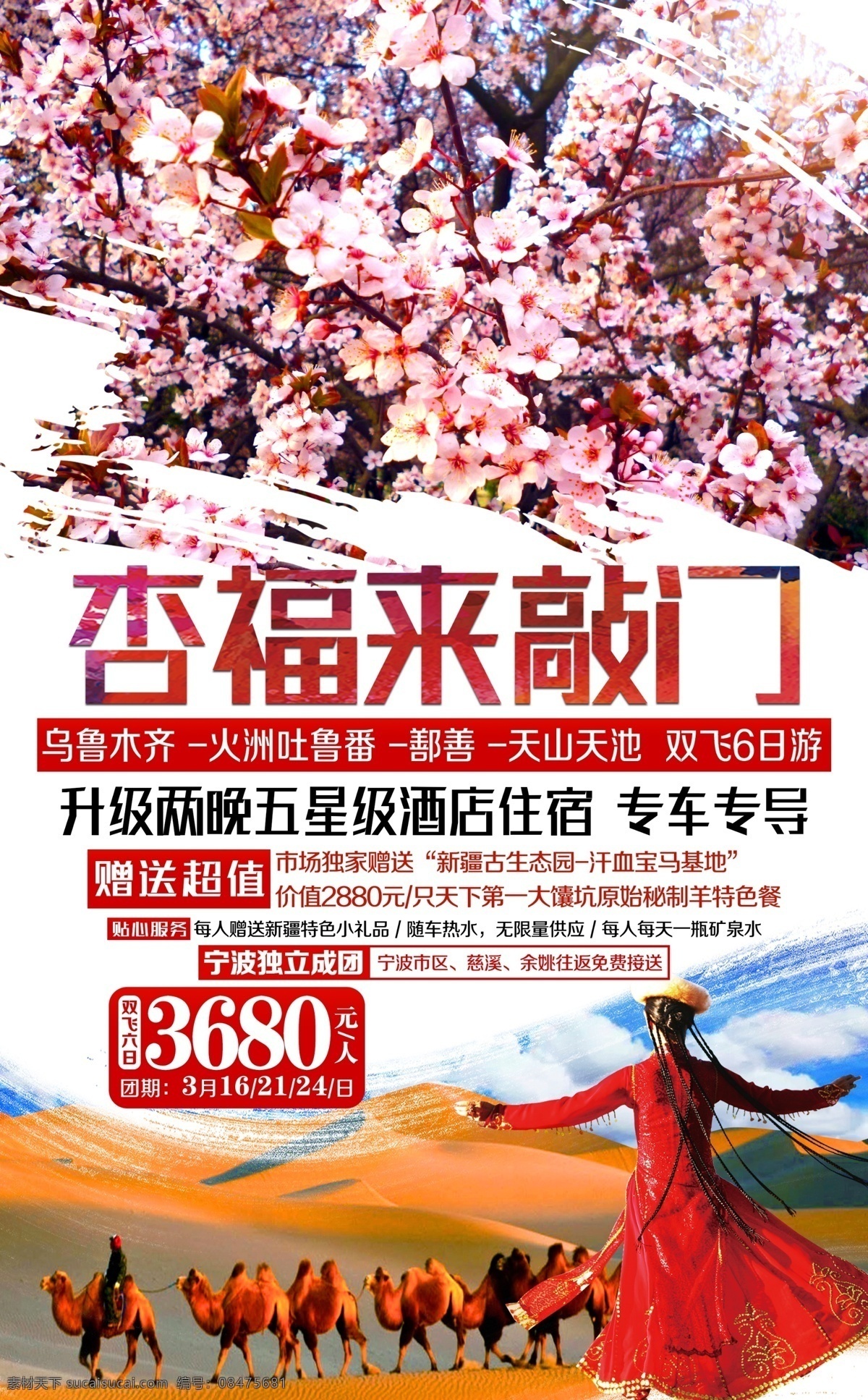 杏福来敲门 杏花 新疆姑娘 新疆 旅游 骆驼 骆驼队天池