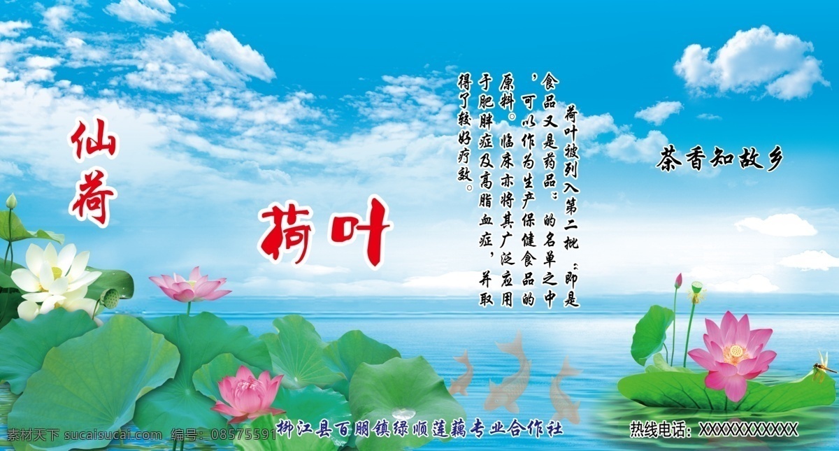 荷叶 茶 包装图 风景背景 广告背景 荷花 鲤鱼 荷叶茶 原创设计 其他原创设计