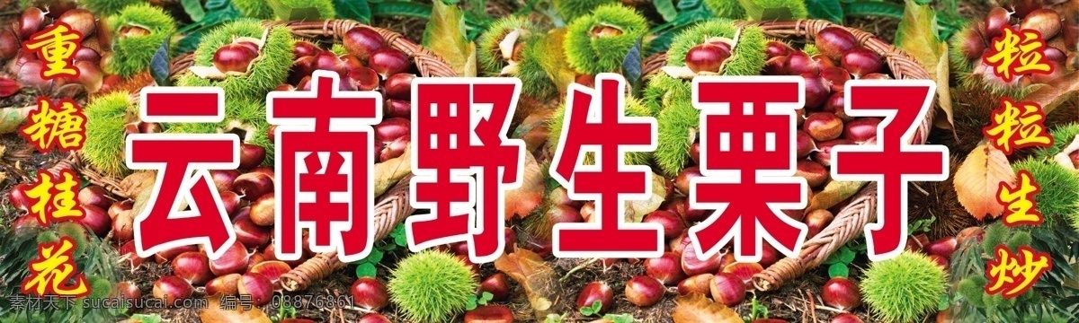 云南 野生栗子 栗子 红色